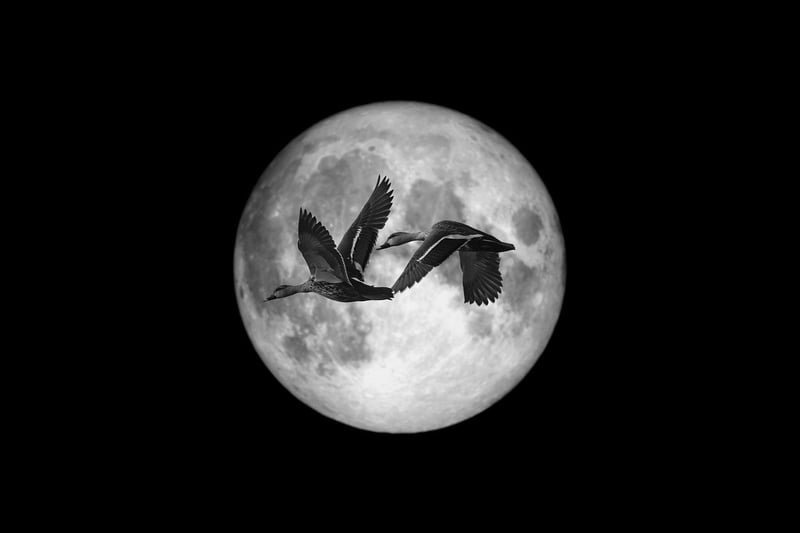 Moonlit Ensembles